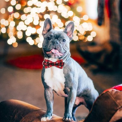 Zgardă pentru câine în stil festiv| DOGICOLLAR